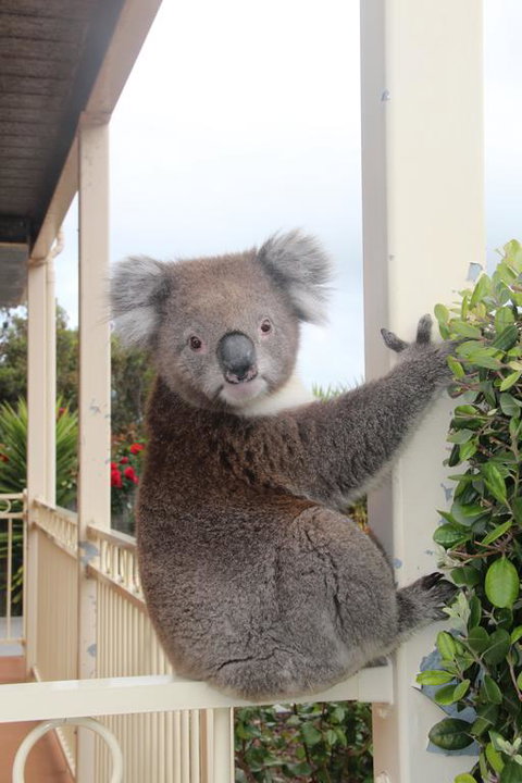 Angela's Beach Stays - VIC Tourism 3