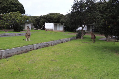 Anglesea Family Caravan Park - VIC Tourism 3