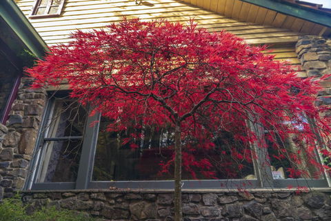 Arnica Views Summit Retreat - VIC Tourism 3