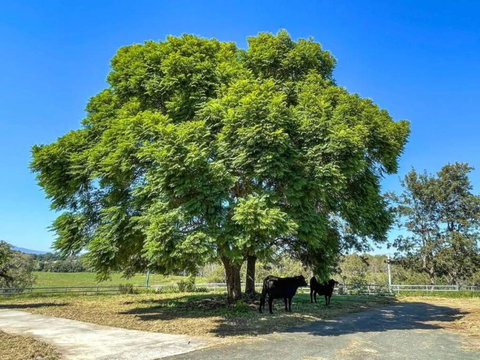 Mountain Majesty With Poolside Relaxing Getaway - VIC Tourism 3