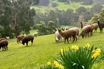 Pennyroyal Otways Retreat with VIC Tourism