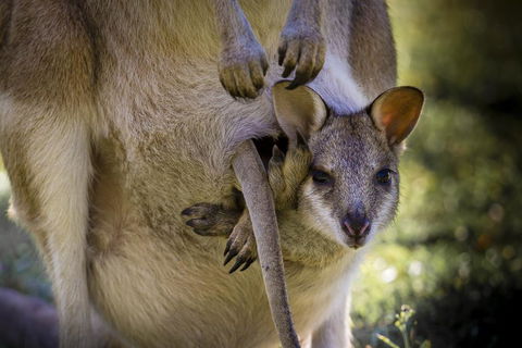 Bamurru Plains - VIC Tourism 3