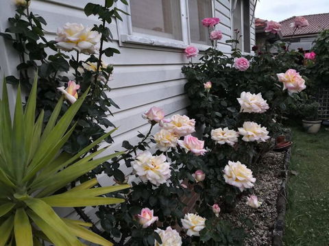 Roomy Rosegarden Flat In Roselands - VIC Tourism 3