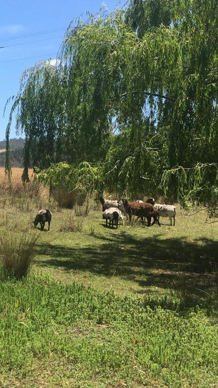 Something Different - Shedstay - VIC Tourism 2
