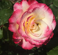 Birchwood Cottage - VIC Tourism