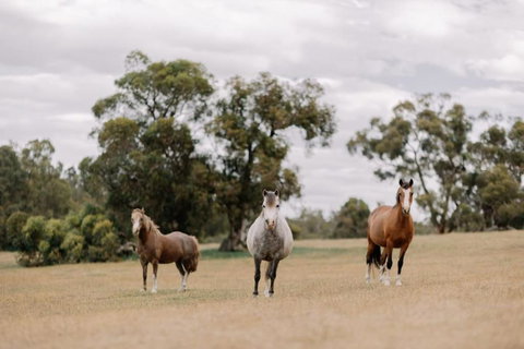 Tiny Cabin Fiona In Serpentine - VIC Tourism 3