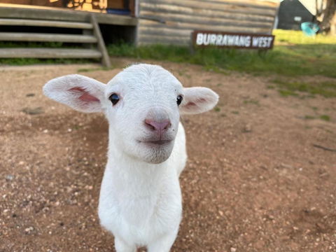 Yarrabandai Creek Homestead - VIC Tourism 1