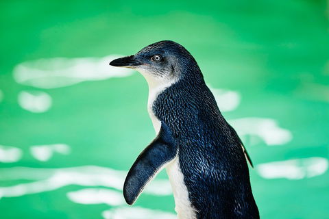 Penguin Island And Fremantle - Canoe, Chocolate & Coffee - VIC Tourism 4