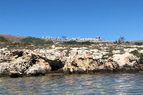Penguin Island And Fremantle - Canoe, Chocolate & Coffee - VIC Tourism 5
