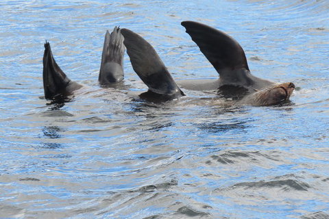 Twilight Sail Bruny Island - VIC Tourism 0