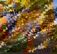 Full Day Tamar Valley Wine Tour - VIC Tourism