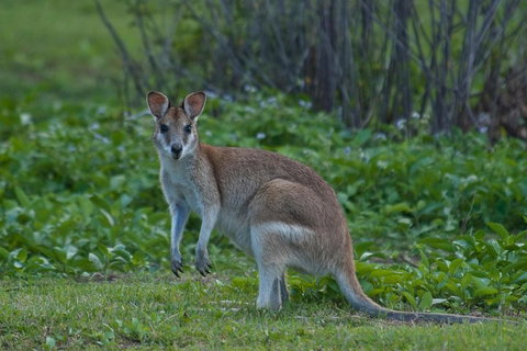 Cairns 4WD Waterfall And Rainforest Tour Including Kuranda Scenic Railway - VIC Tourism 2