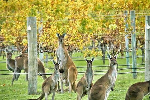 Three Day Charter Margaret River Region (inbound Melbourne Travelers) - VIC Tourism 5