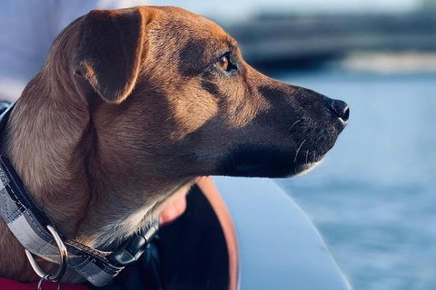 1.5-Hour Boat Rental In Melbourne - VIC Tourism 0