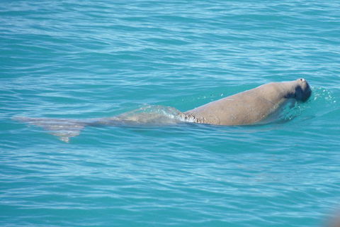 Snubfin Dolphin Eco Cruise From Broome - VIC Tourism 0