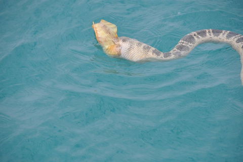 Snubfin Dolphin Eco Cruise From Broome - VIC Tourism 2