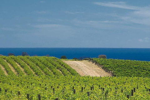 McLaren Vale Winery Small Group Tour With Wine Tasting And Lunch - VIC Tourism 4