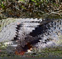 Full Day Tour in the Daintree - VIC Tourism