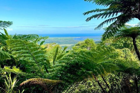 Full Day Tour In The Daintree - VIC Tourism 5
