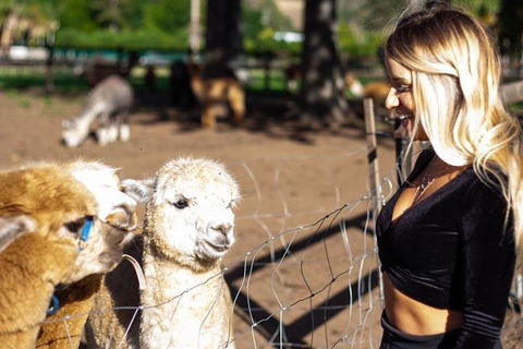 O'Reilly's & Lamington National Park Incl. Alpaca Farm + Vineyard - VIC Tourism 3