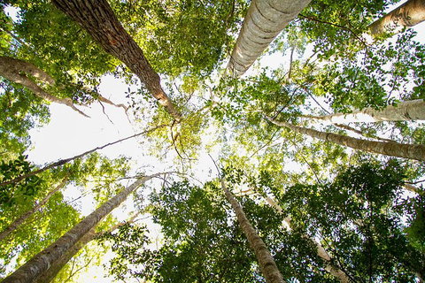 Fraser Island 4WD Tour From Noosa - VIC Tourism 0