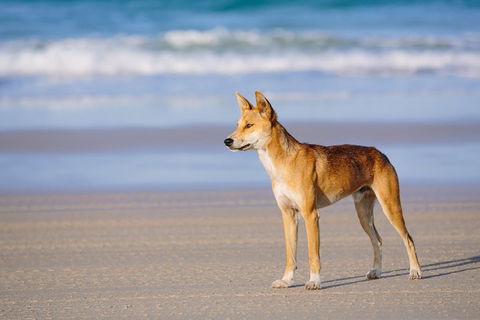 Fraser Island 4WD Tour From Rainbow Beach - VIC Tourism 2
