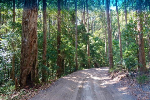 Fraser Island 4WD Tour From Rainbow Beach - VIC Tourism 4