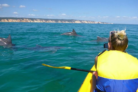 Kayak With Dolphins And 4WD Great Beach Drive Day Trip From Noosa - VIC Tourism 1