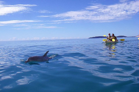 Kayak With Dolphins And 4WD Great Beach Drive Day Trip From Noosa - VIC Tourism 2