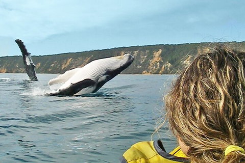 Kayak With Dolphins And 4WD Great Beach Drive Day Trip From Noosa - VIC Tourism 3