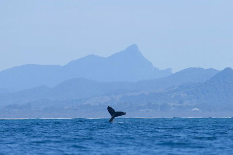 The Byron Bay Sea Kayak Tour - VIC Tourism 0