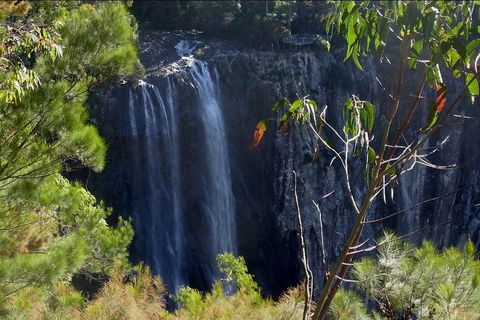 Byron Bay Hinterland Tour Including Rainforest Walk To Minyon Falls - VIC Tourism 0