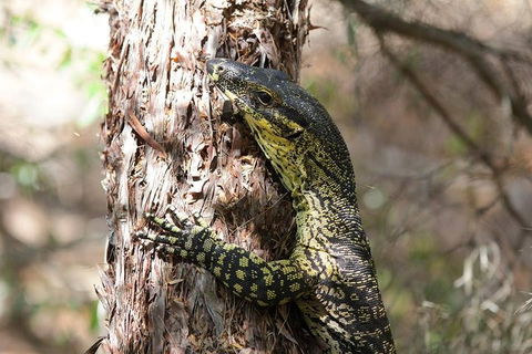 Byron Bay Hinterland Tour Including Rainforest Walk To Minyon Falls - VIC Tourism 1