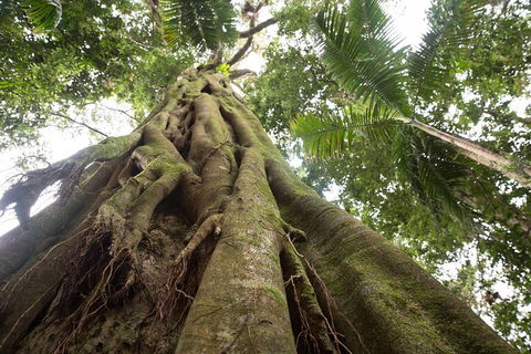 Byron Bay Hinterland Tour Including Rainforest Walk To Minyon Falls - VIC Tourism 2