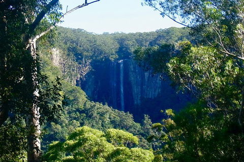 Byron Bay Hinterland Tour Including Rainforest Walk To Minyon Falls - VIC Tourism 4