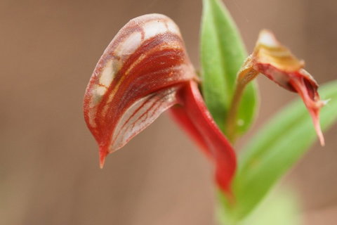 Wave Rock, Wild Flowers And Astro Photography - VIC Tourism 2