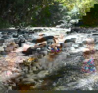 Daintree Rainforest Cape Tribulation Mossman Gorge Small-Group Day Tour - VIC Tourism