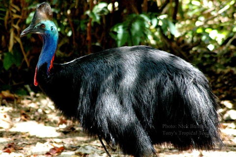 Daintree Rainforest, Cape Tribulation, Mossman Gorge Small-Group Day Tour - VIC Tourism 3