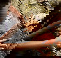 Ngana Julaymba Dungay - Full Day - VIC Tourism