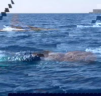 Noosa Whale Watching - VIC Tourism