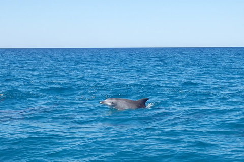 Noosa Wild Dolphin Safari - VIC Tourism 1