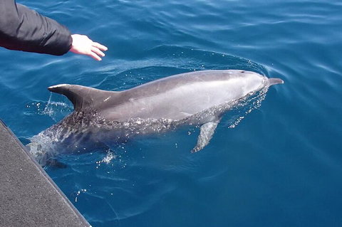 Noosa Wild Dolphin Safari - VIC Tourism 2