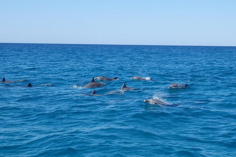 Noosa Wild Dolphin Safari - VIC Tourism 3