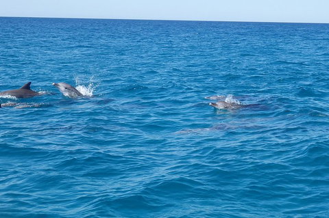 Noosa Wild Dolphin Safari - VIC Tourism 4