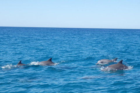 Noosa Wild Dolphin Safari - VIC Tourism 5