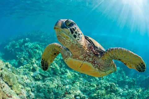 All Inclusive Dolphin And Tangalooma Wrecks Cruise - VIC Tourism 3