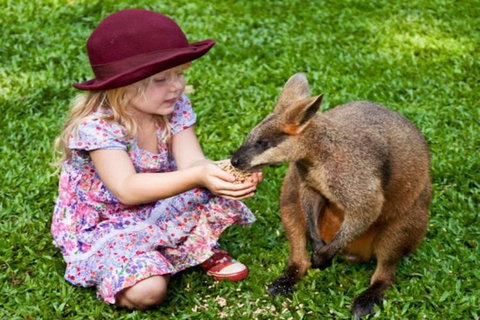 Kuranda Day Tour + HotAir Balloon Combo - VIC Tourism 0