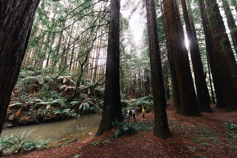LGBT+ Friendly 3 Day Private Tour Great Ocean Road & Phillip Island - VIC Tourism 2