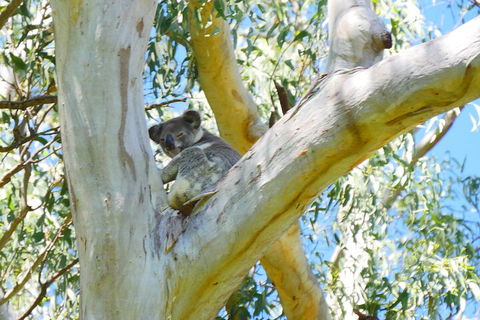 Best Of Moreton Bay Cruise - VIC Tourism 2