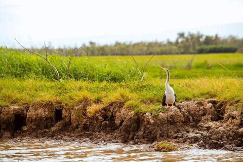 Darwin City Sights And Jumping Crocodile Cruise - VIC Tourism 2